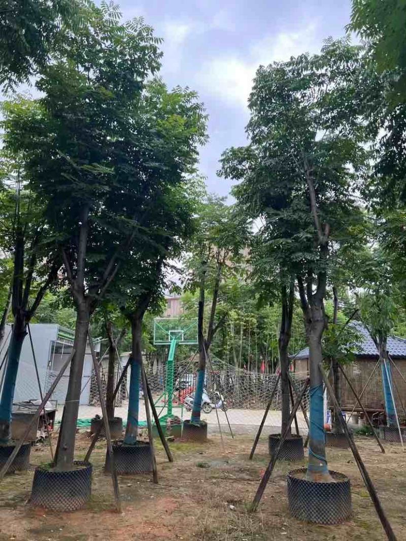 复羽叶栾树/黄山栾树/国庆花12～18公分基地直销规格齐全
