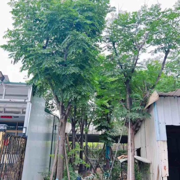 复羽叶栾树/黄山栾树/国庆花12～18公分基地直销规格齐全