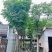 复羽叶栾树/黄山栾树/国庆花12～18公分基地直销规格齐全