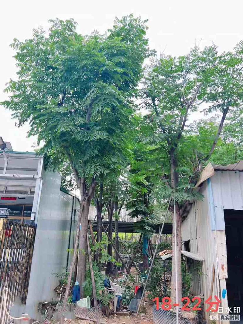 复羽叶栾树/黄山栾树/国庆花12～18公分基地直销规格齐全