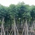 复羽叶栾树/黄山栾树/国庆花12～18公分基地直销规格齐全