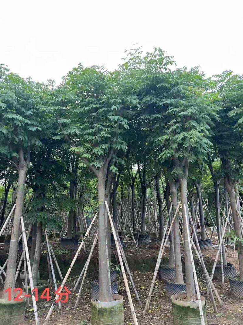 复羽叶栾树/黄山栾树/国庆花12～18公分基地直销规格齐全