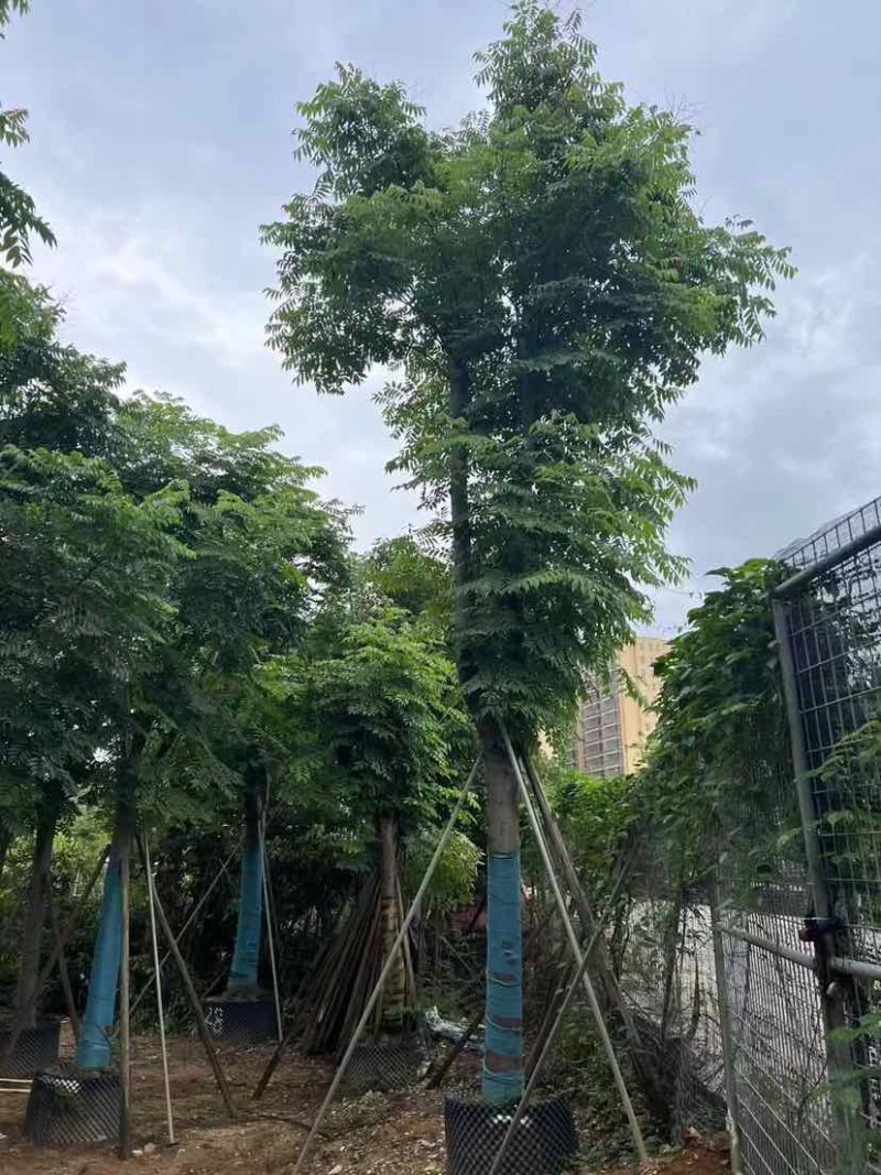复羽叶栾树/黄山栾树/国庆花12～18公分基地直销规格齐全
