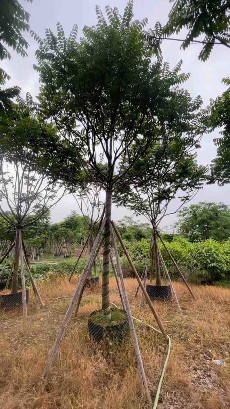 全冠麻楝12～25公分基地直销大小规格齐全欢迎老板来电