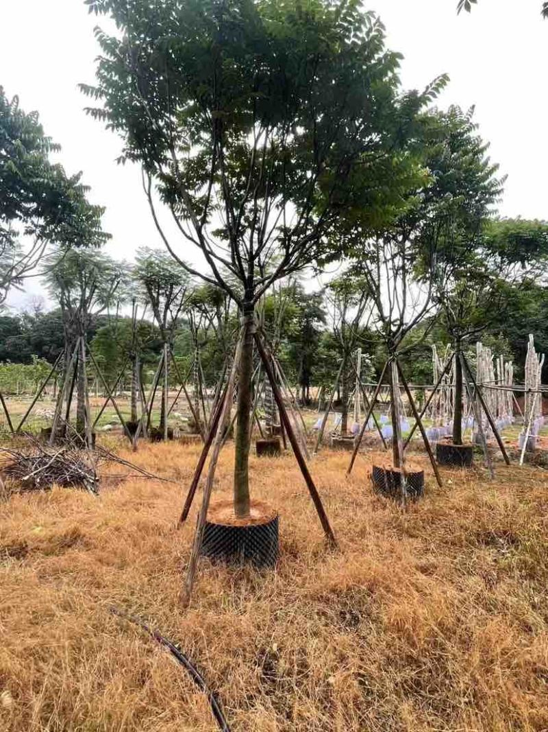全冠麻楝12～25公分基地直销大小规格齐全欢迎老板来电
