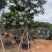 全冠麻楝12～25公分基地直销大小规格齐全欢迎老板来电