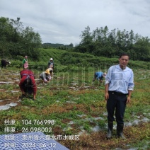 我是贵州省六盘水市前胡种植大户，种植前胡100亩