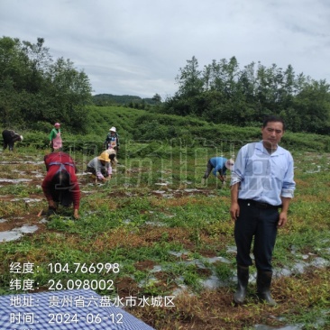 我是贵州省六盘水市前胡种植大户，种植前胡100亩