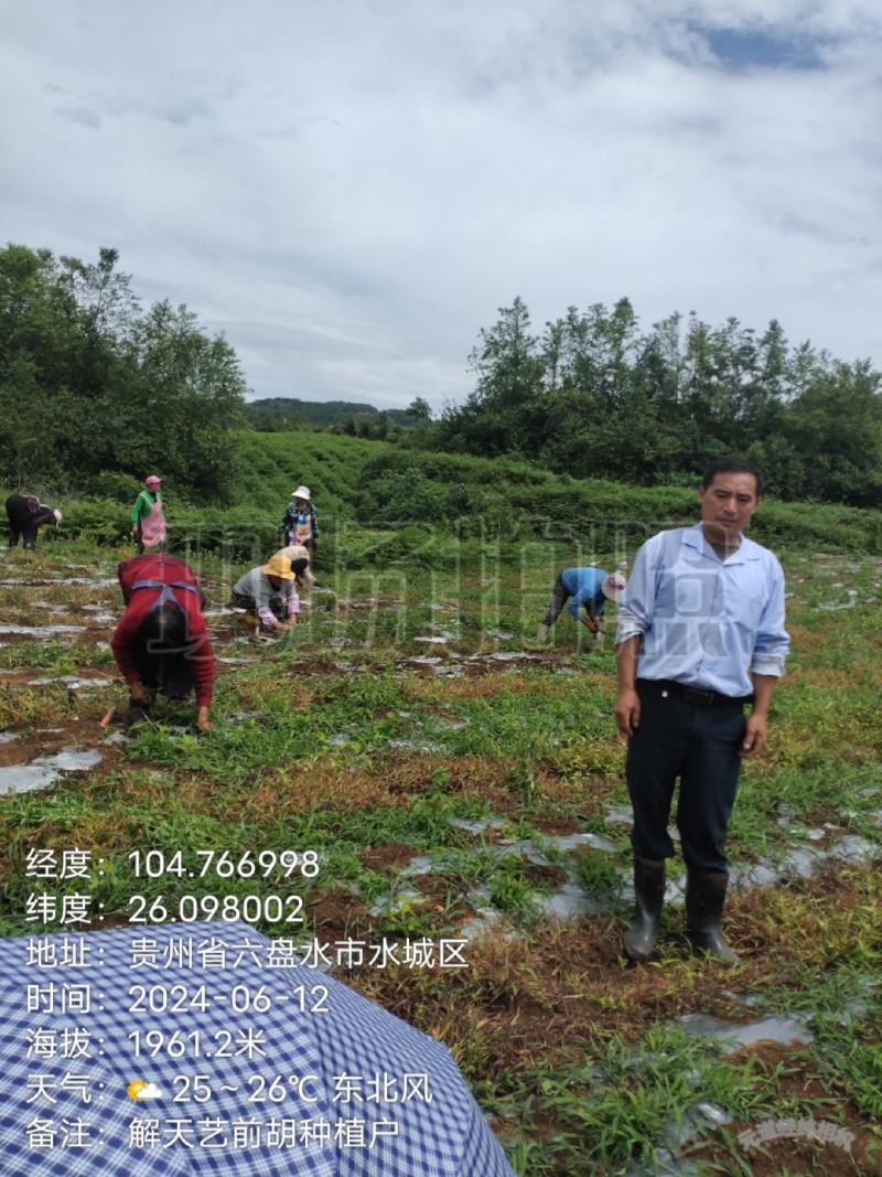 我是贵州省六盘水市前胡种植大户，种植前胡100亩