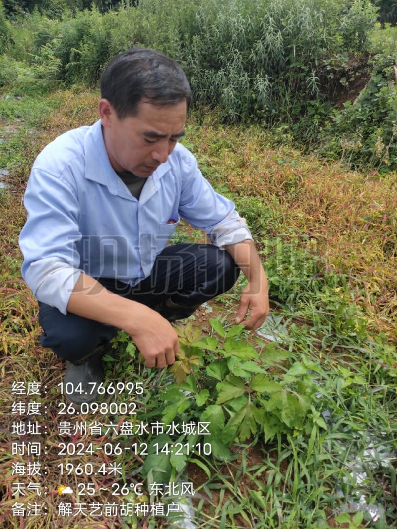 我是贵州省六盘水市前胡种植大户，种植前胡100亩