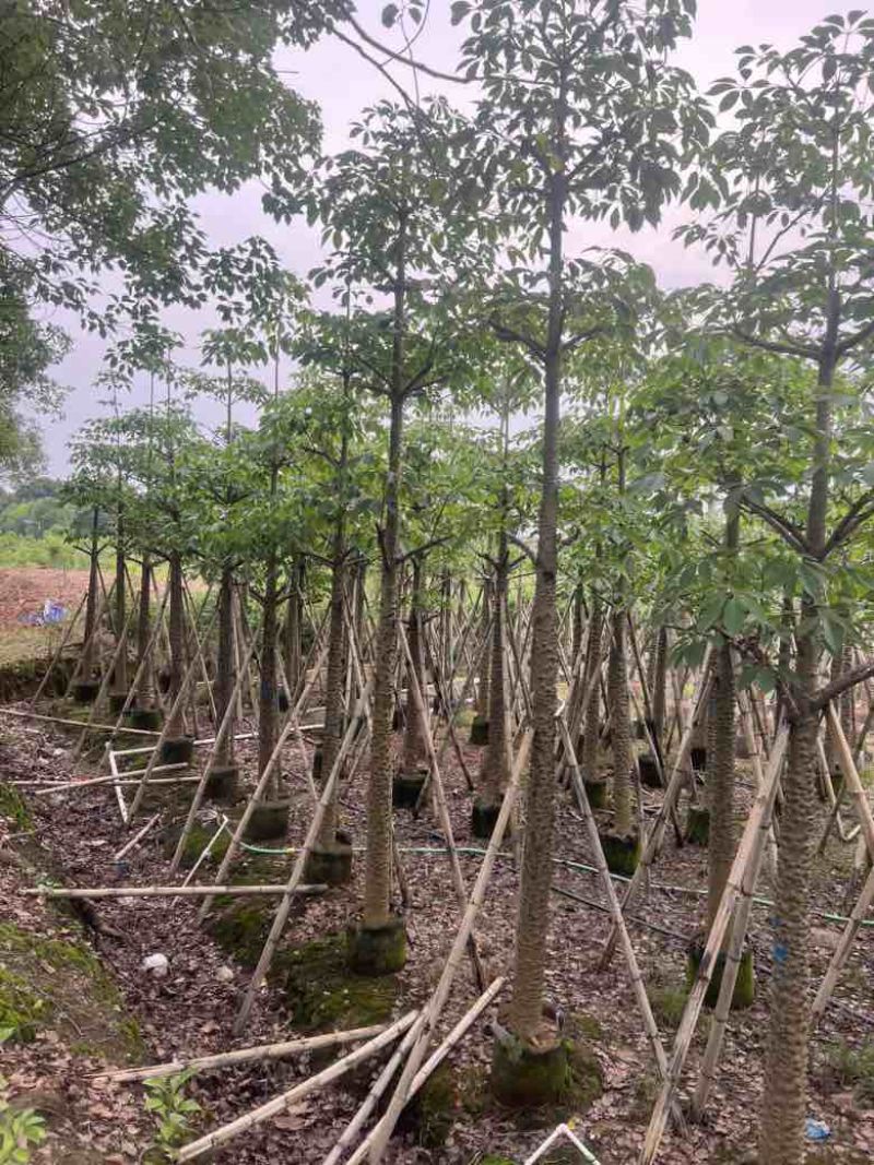 木棉5-18分低价出售