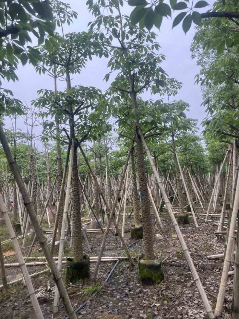 木棉5-18分低价出售
