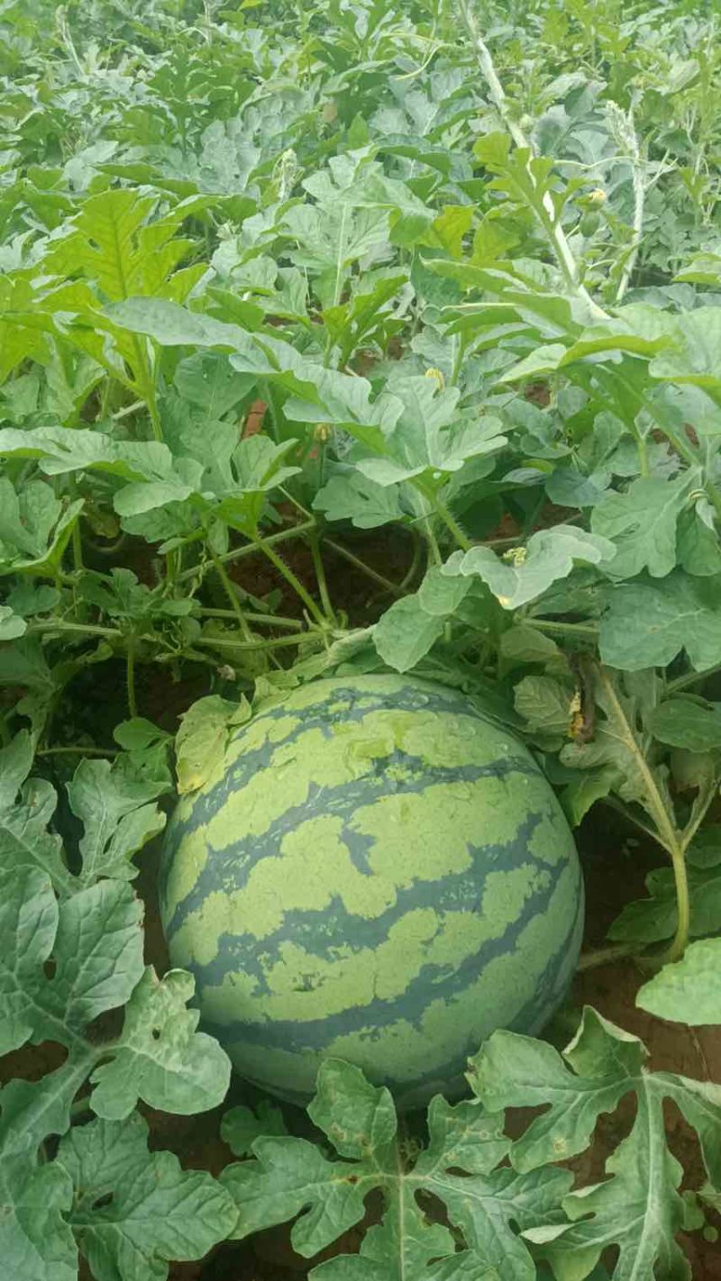 江西省樟树市美都西瓜，露天有籽头茬靓瓜，真正的黄土地种植好