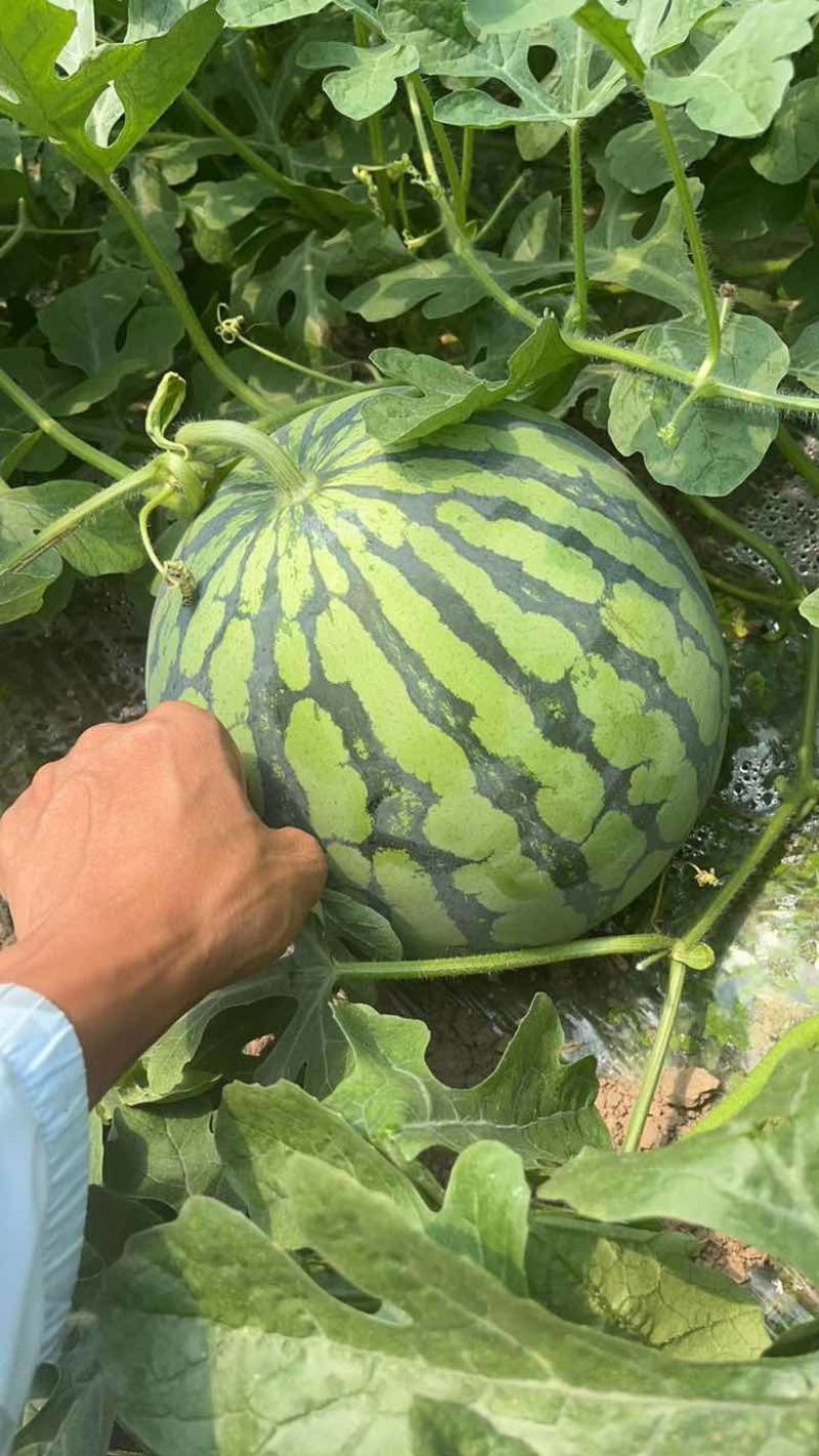 露天沙地西瓜小薄皮大红囊大黑籽糖分12个多