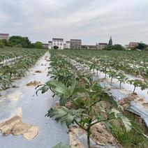 350亩秋葵基地散装框装泡沫箱小包装均可加工