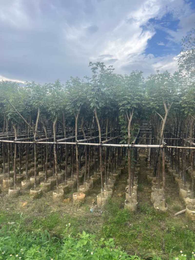 黄花风铃木3-15分低价出售