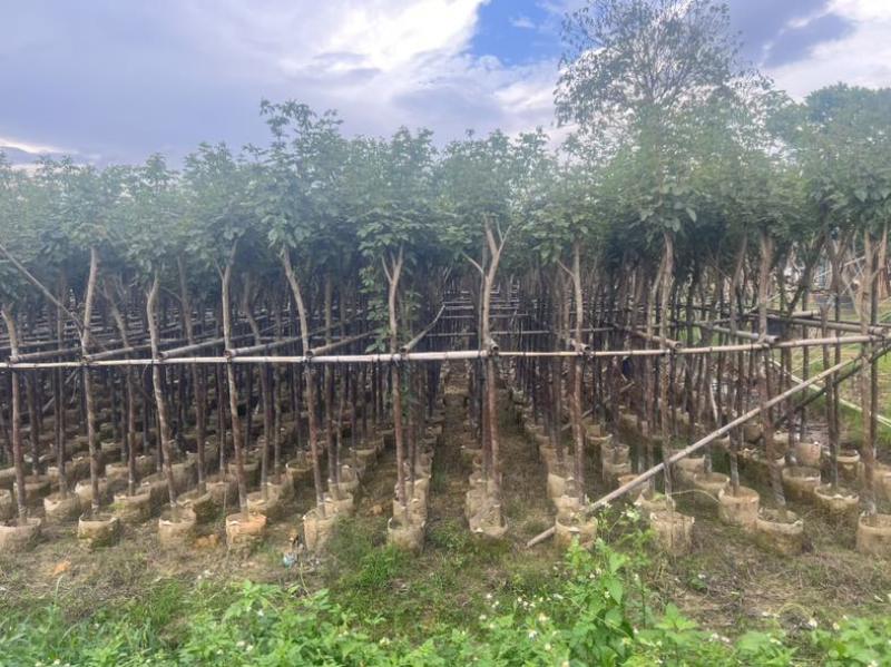 黄花风铃木3-15分低价出售