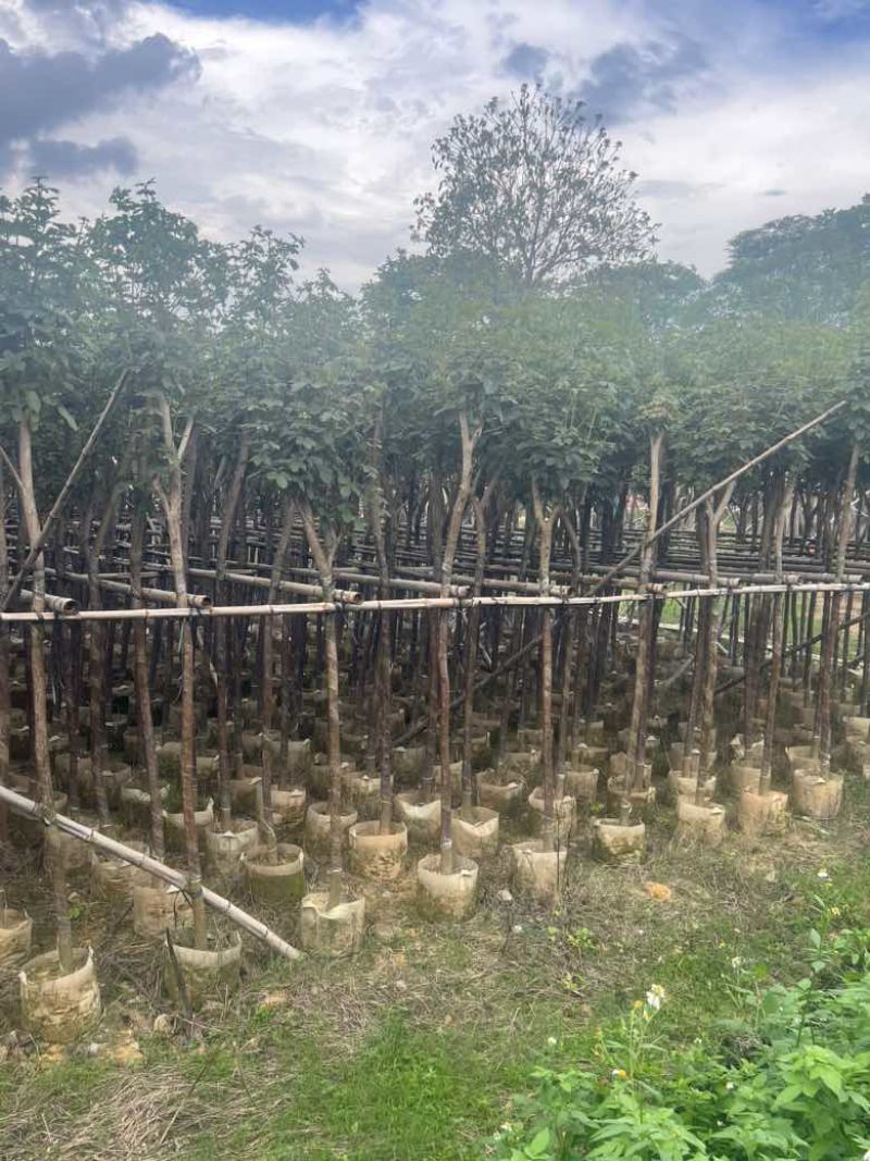 黄花风铃木3-15分低价出售