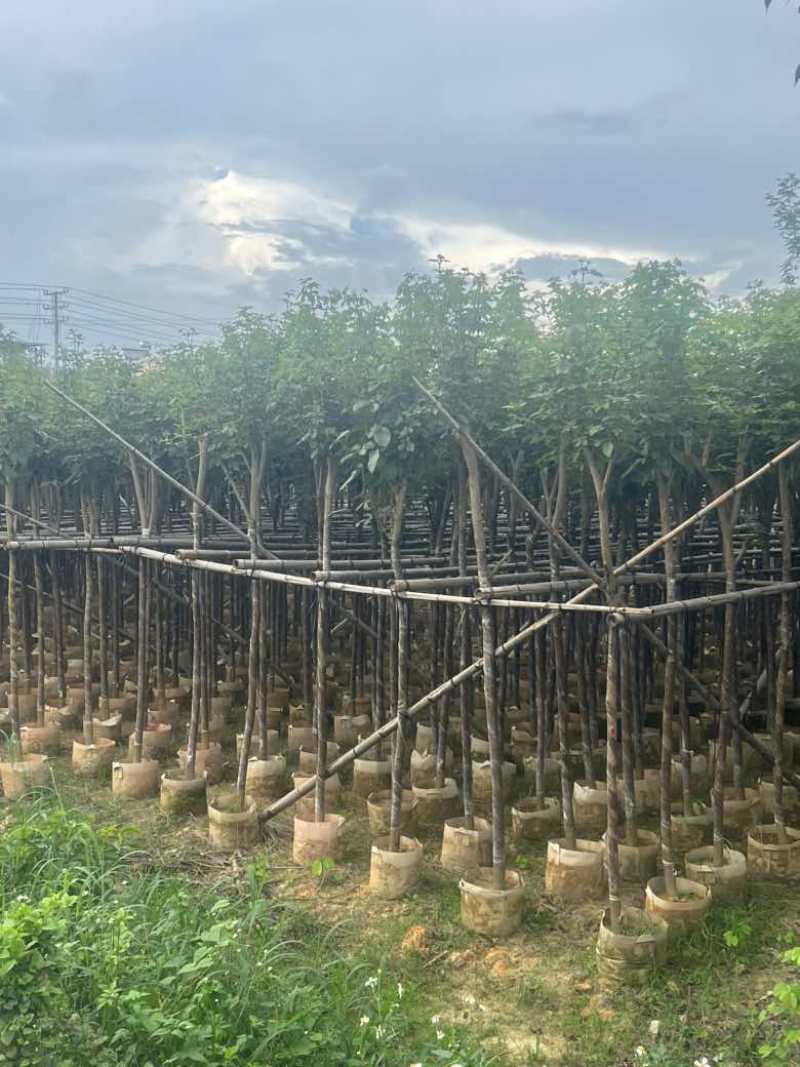 黄花风铃木3-15分低价出售