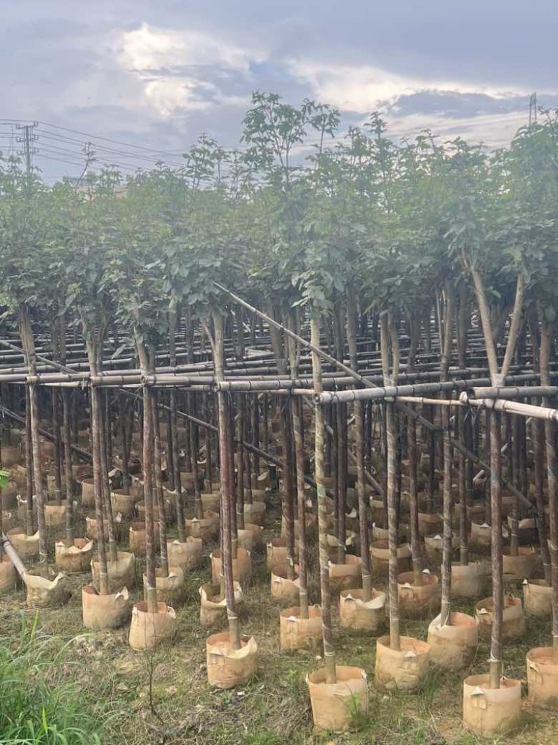 黄花风铃木3-15分低价出售