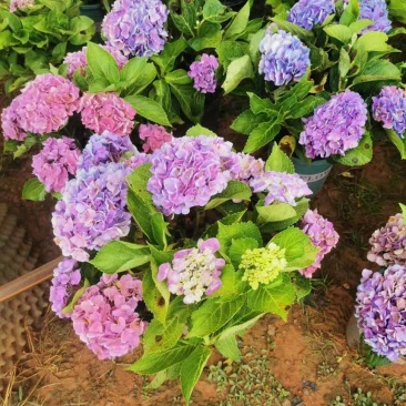 绣球盆花1.5加仑的
