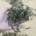 云南普洱江城各种茶叶