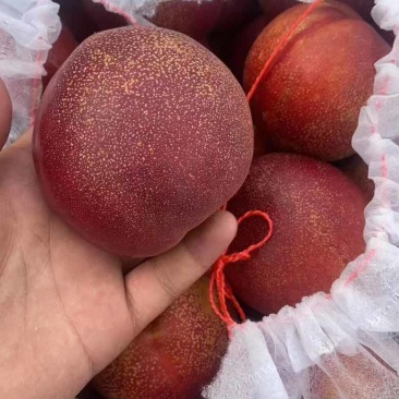 河北饶阳油桃，麻脸大油桃
