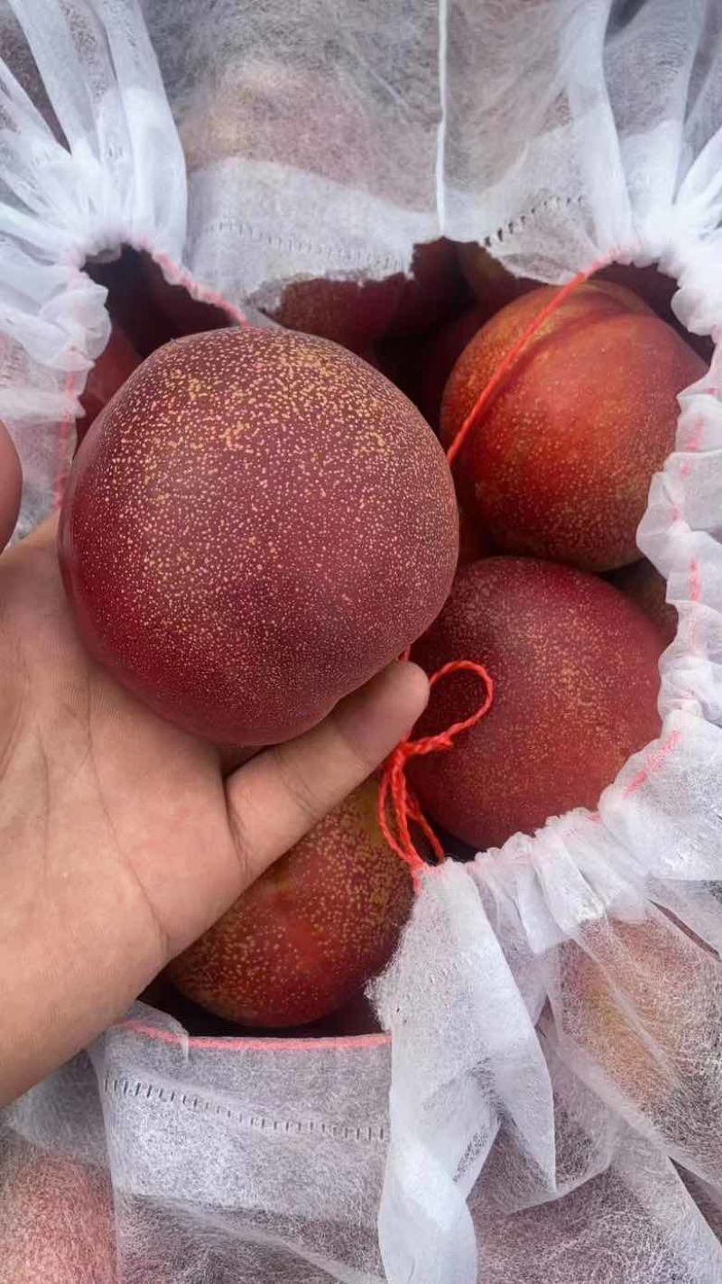 河北饶阳油桃，麻脸大油桃
