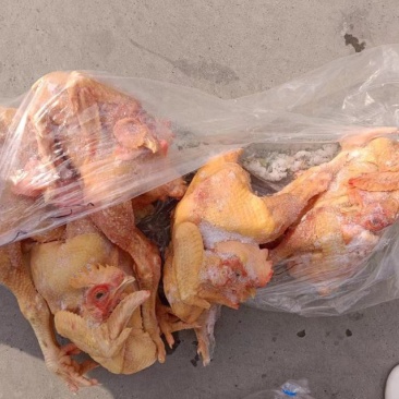 一级黄脚大公鸡