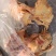 一级黄脚大公鸡