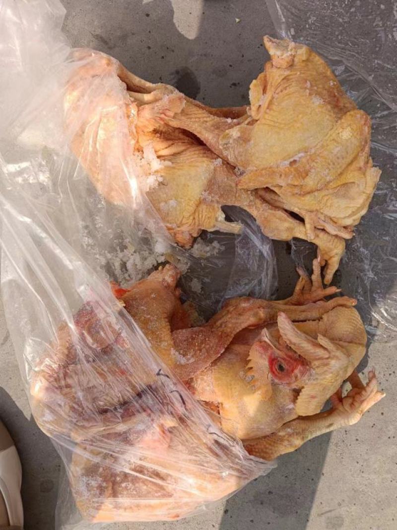 一级黄脚大公鸡