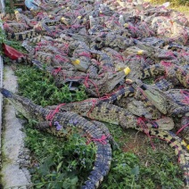 商品活体鳄鱼