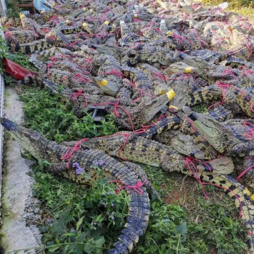 商品活体鳄鱼