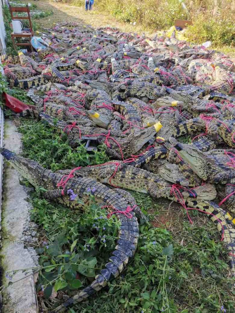 商品活体鳄鱼
