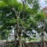 红花楹树/凤凰树20～30公分基地直销大小规格齐全