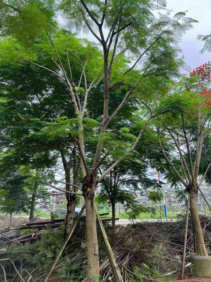 红花楹树/凤凰树20～30公分基地直销大小规格齐全