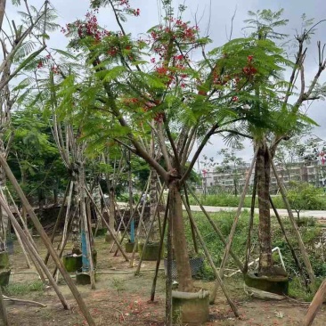 红花楹树/凤凰树20～30公分基地直销大小规格齐全