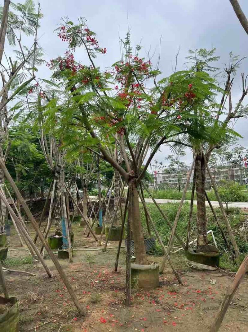 红花楹树/凤凰树20～30公分基地直销大小规格齐全