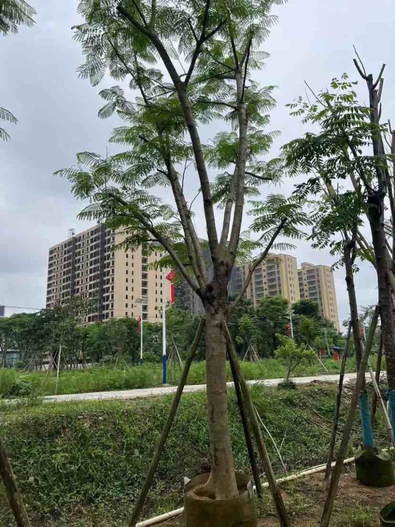 红花楹树/凤凰树20～30公分基地直销大小规格齐全