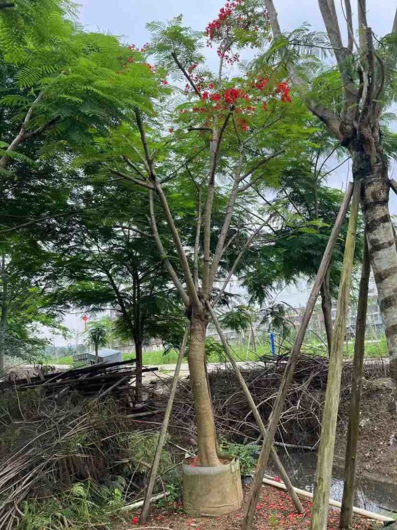 红花楹树/凤凰树20～30公分基地直销大小规格齐全
