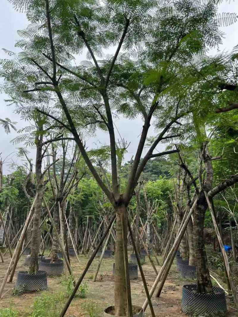 红花楹树/凤凰树20～30公分基地直销大小规格齐全