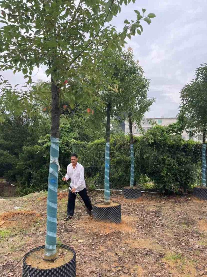 养冠樟树10～20公分基地直销大小规格齐全欢迎老板来电