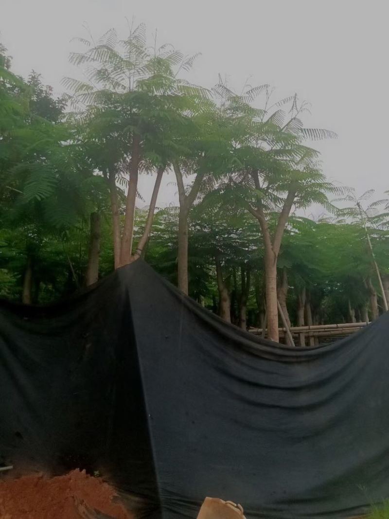 凤凰木5～15公分基地直销大小规格齐全欢迎老板来电咨询