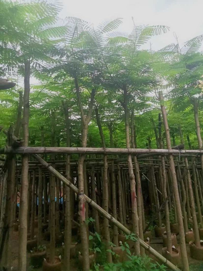 凤凰木5～15公分基地直销大小规格齐全欢迎老板来电咨询