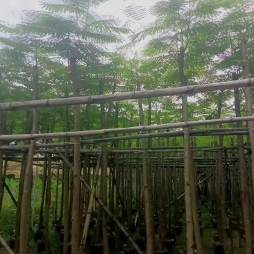 凤凰木5～15公分基地直销大小规格齐全欢迎老板来电咨询