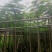 凤凰木5～15公分基地直销大小规格齐全欢迎老板来电咨询