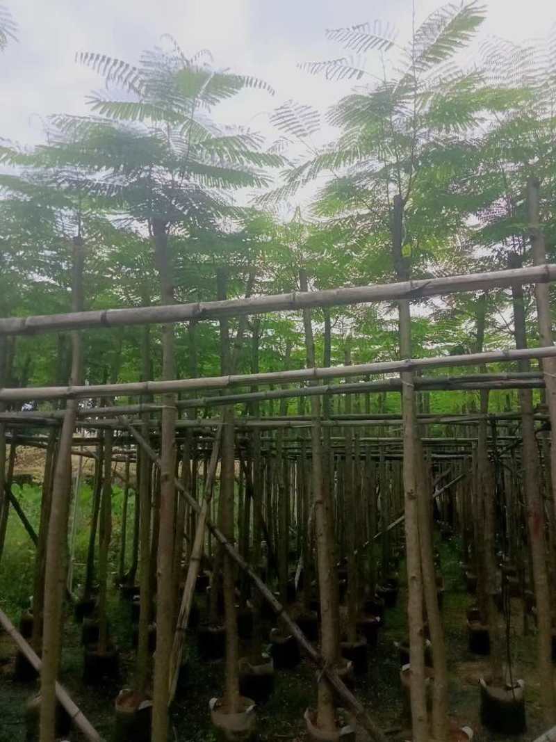 凤凰木5～15公分基地直销大小规格齐全欢迎老板来电咨询