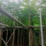 凤凰木5～15公分基地直销大小规格齐全欢迎老板来电咨询