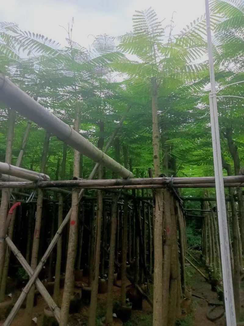 凤凰木5～15公分基地直销大小规格齐全欢迎老板来电咨询