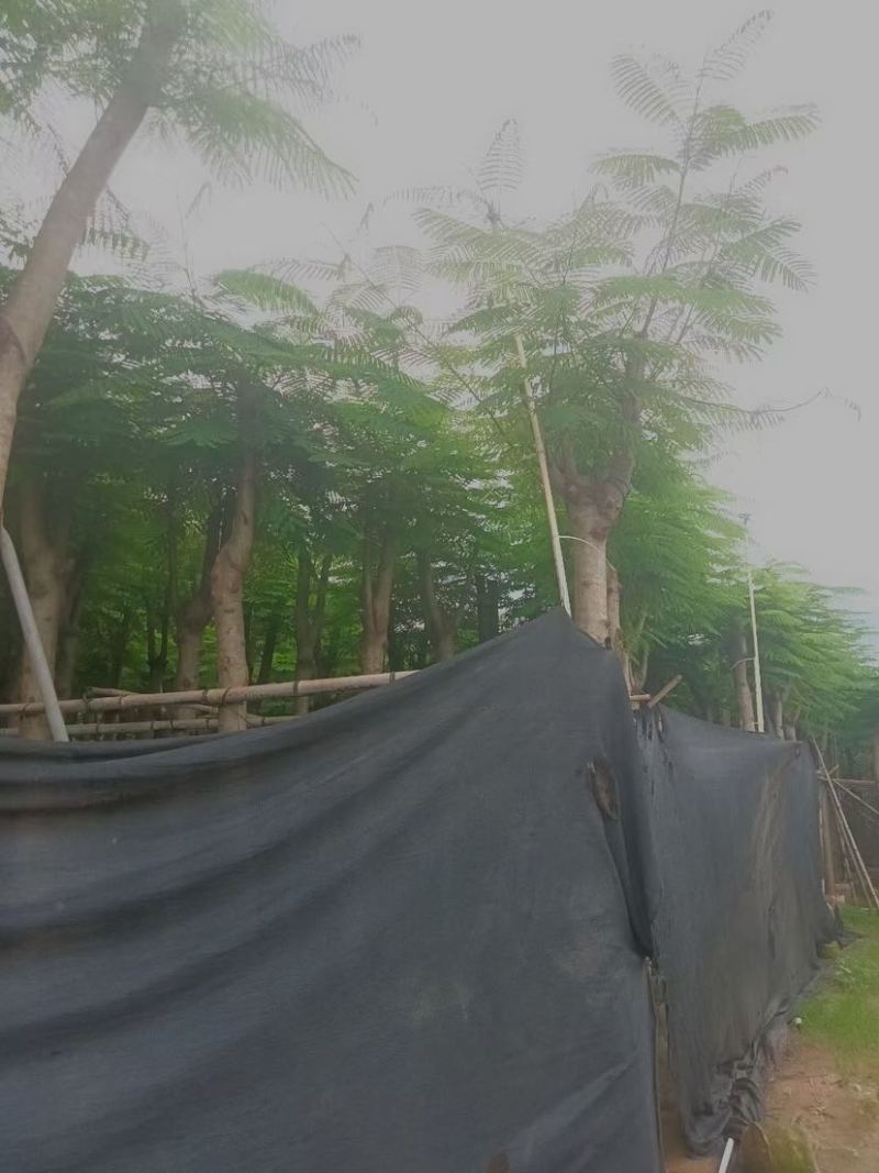 凤凰木5～15公分基地直销大小规格齐全欢迎老板来电咨询